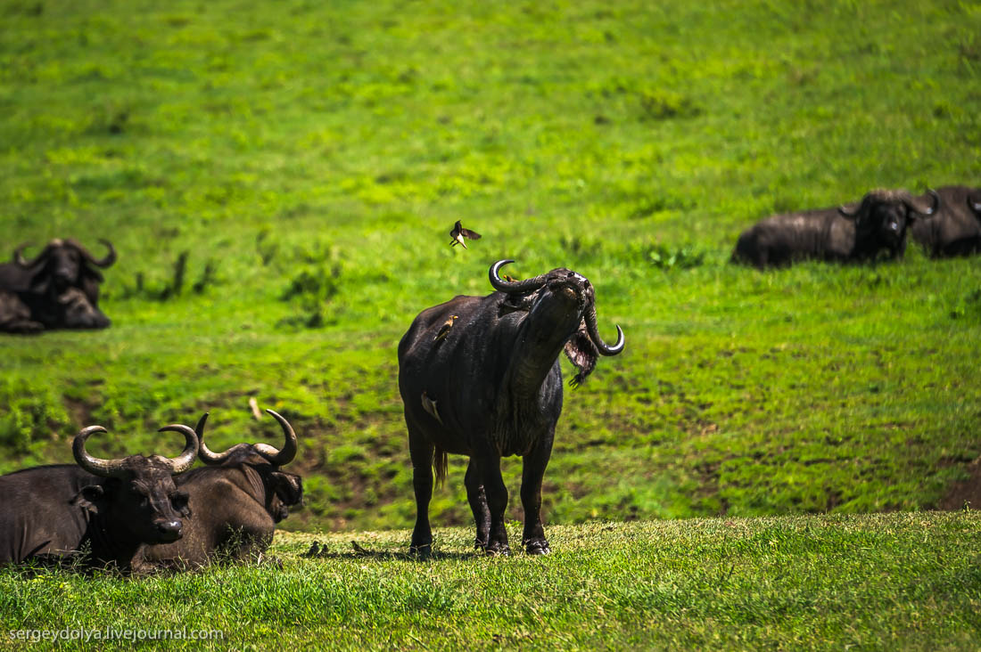 Ngorongoro is the best Safari in Africa 25