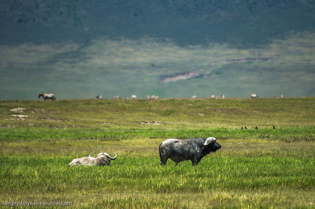 Ngorongoro is the best Safari in Africa 27