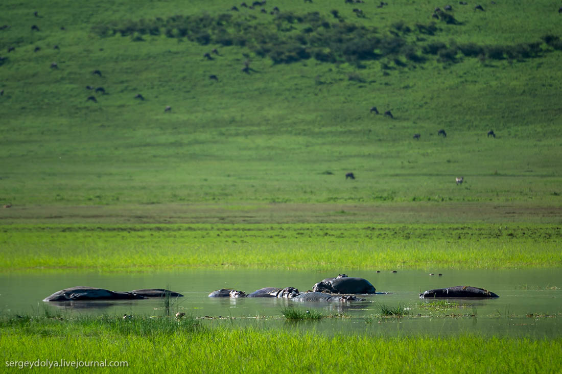 Ngorongoro is the best Safari in Africa 28