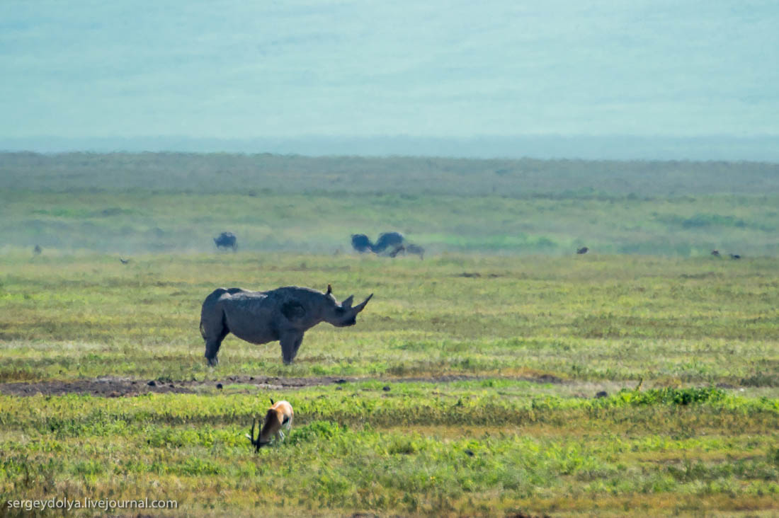 Ngorongoro is the best Safari in Africa 34