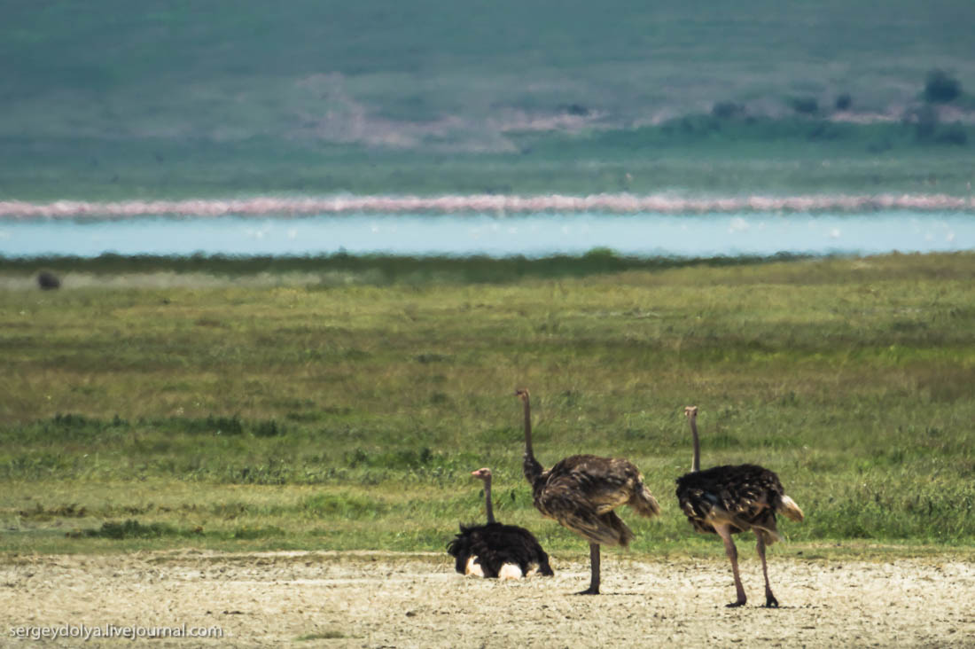Ngorongoro is the best Safari in Africa 41