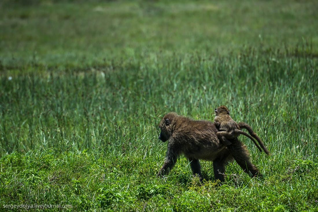 Ngorongoro is the best Safari in Africa 44