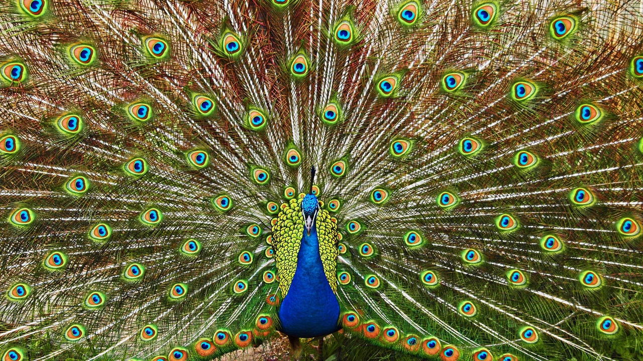 Peacock is a majestic bird palaces 04