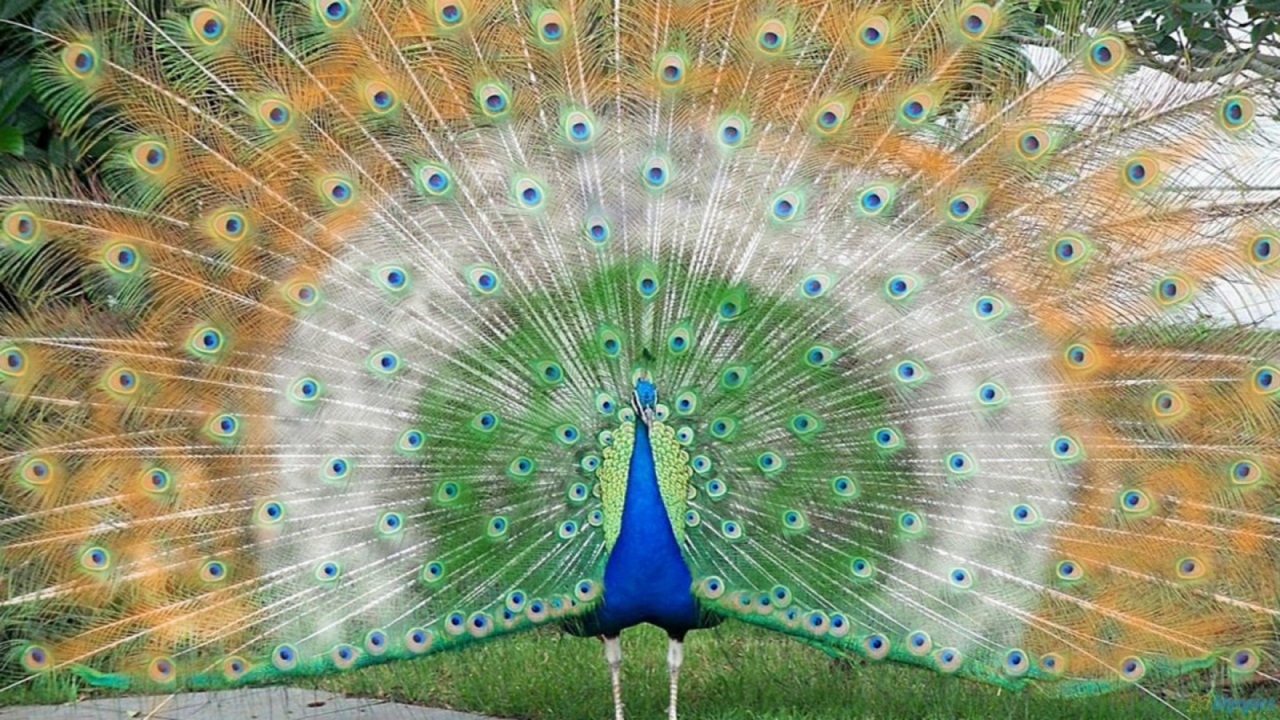 Peacock is a majestic bird palaces 10