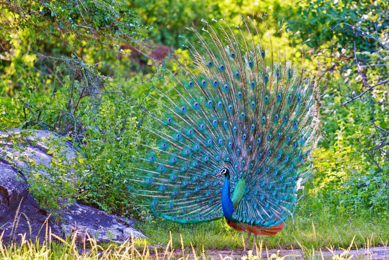 Peacock is a majestic bird palaces 12