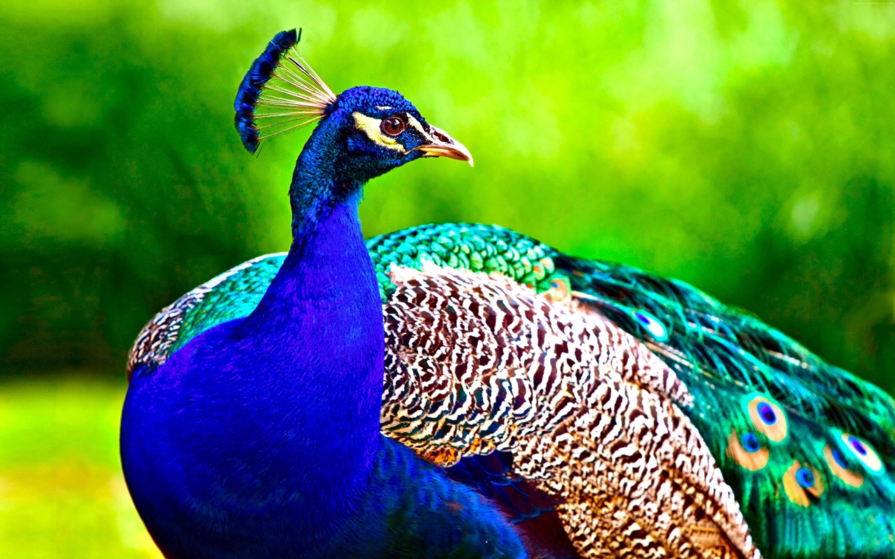 Peacock is a majestic bird palaces 14