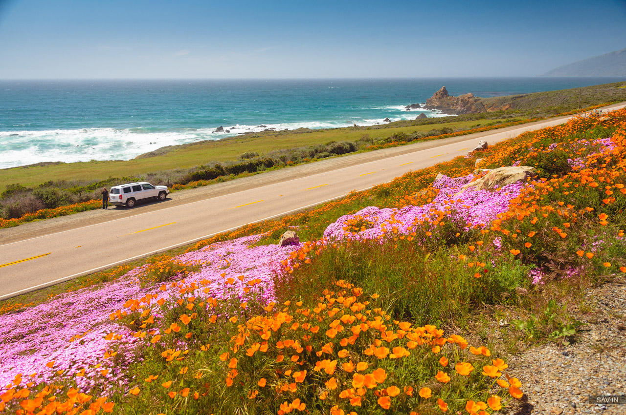 Santa Barbara and the California coast flowering 23