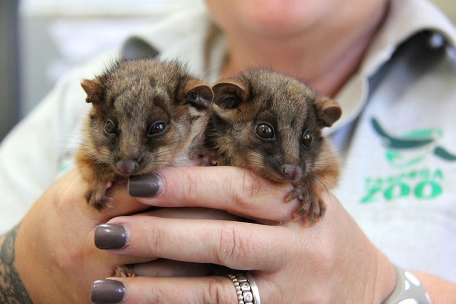 The Taronga zoo has sheltered orphaned opossums 01
