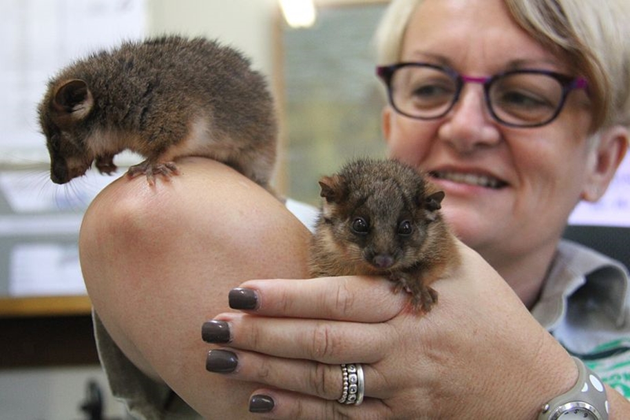 The Taronga zoo has sheltered orphaned opossums 03