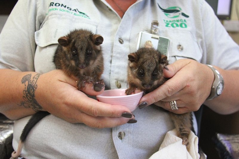 The Taronga zoo has sheltered orphaned opossums 04