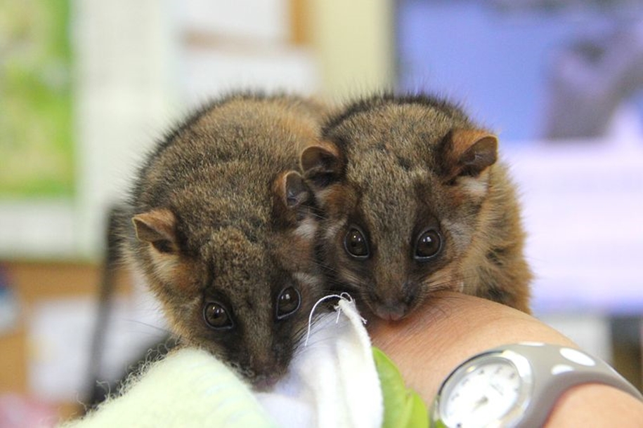 The Taronga zoo has sheltered orphaned opossums 07