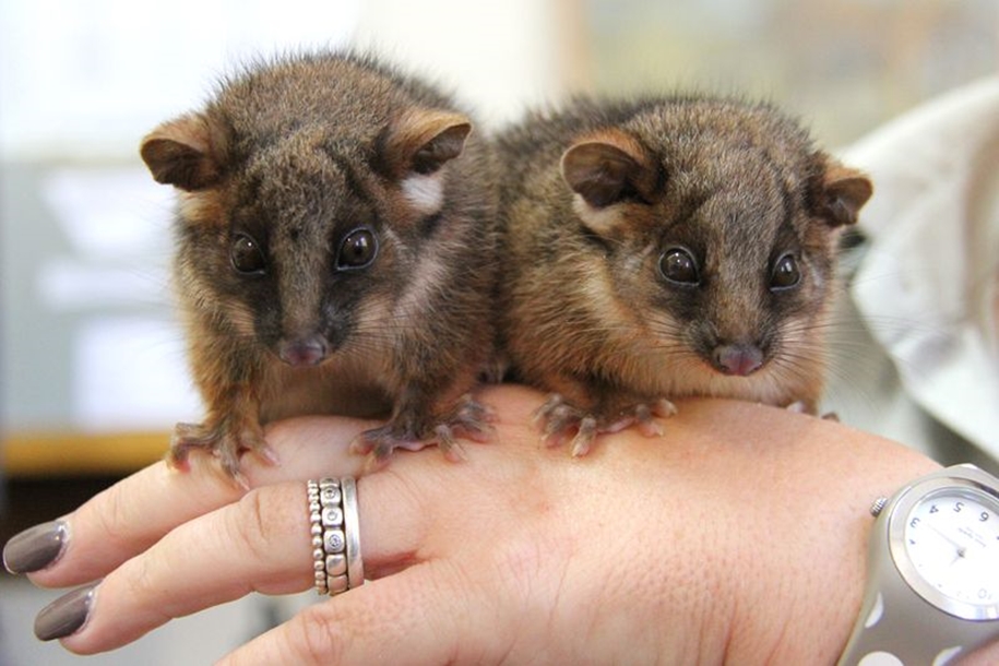 The Taronga zoo has sheltered orphaned opossums 08