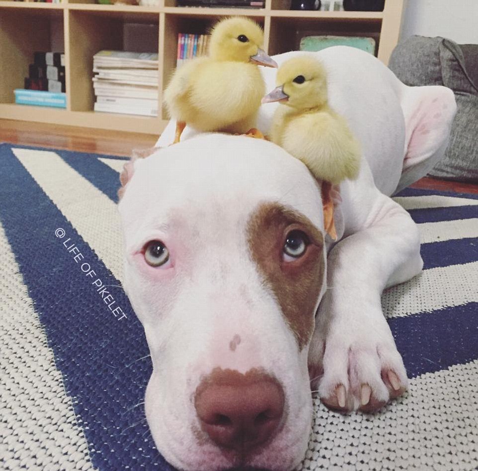 The dog made friends with ducklings 02