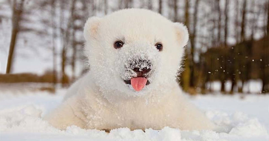 Touching photos of polar bears 00
