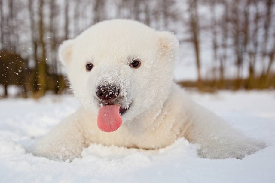 Touching photos of polar bears 01
