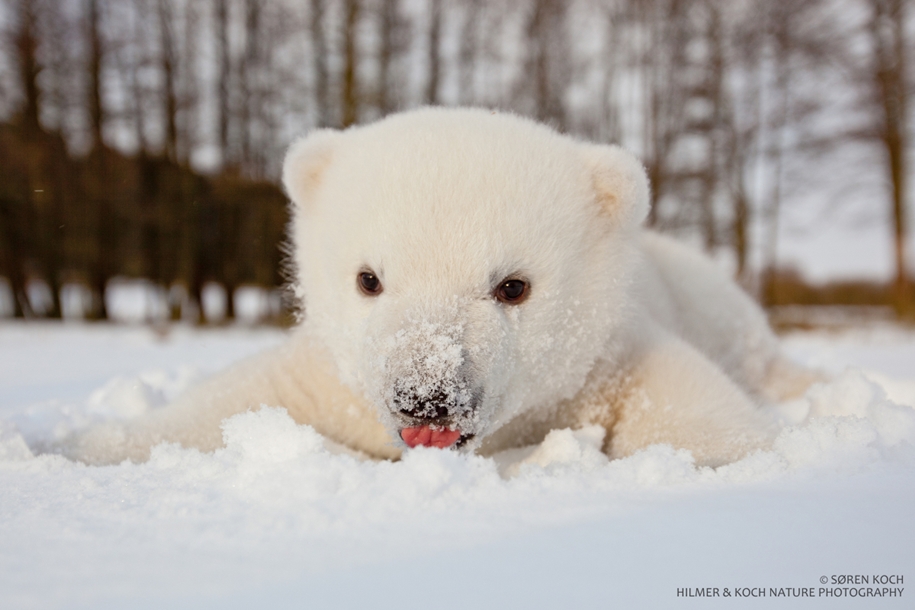 Touching photos of polar bears 04