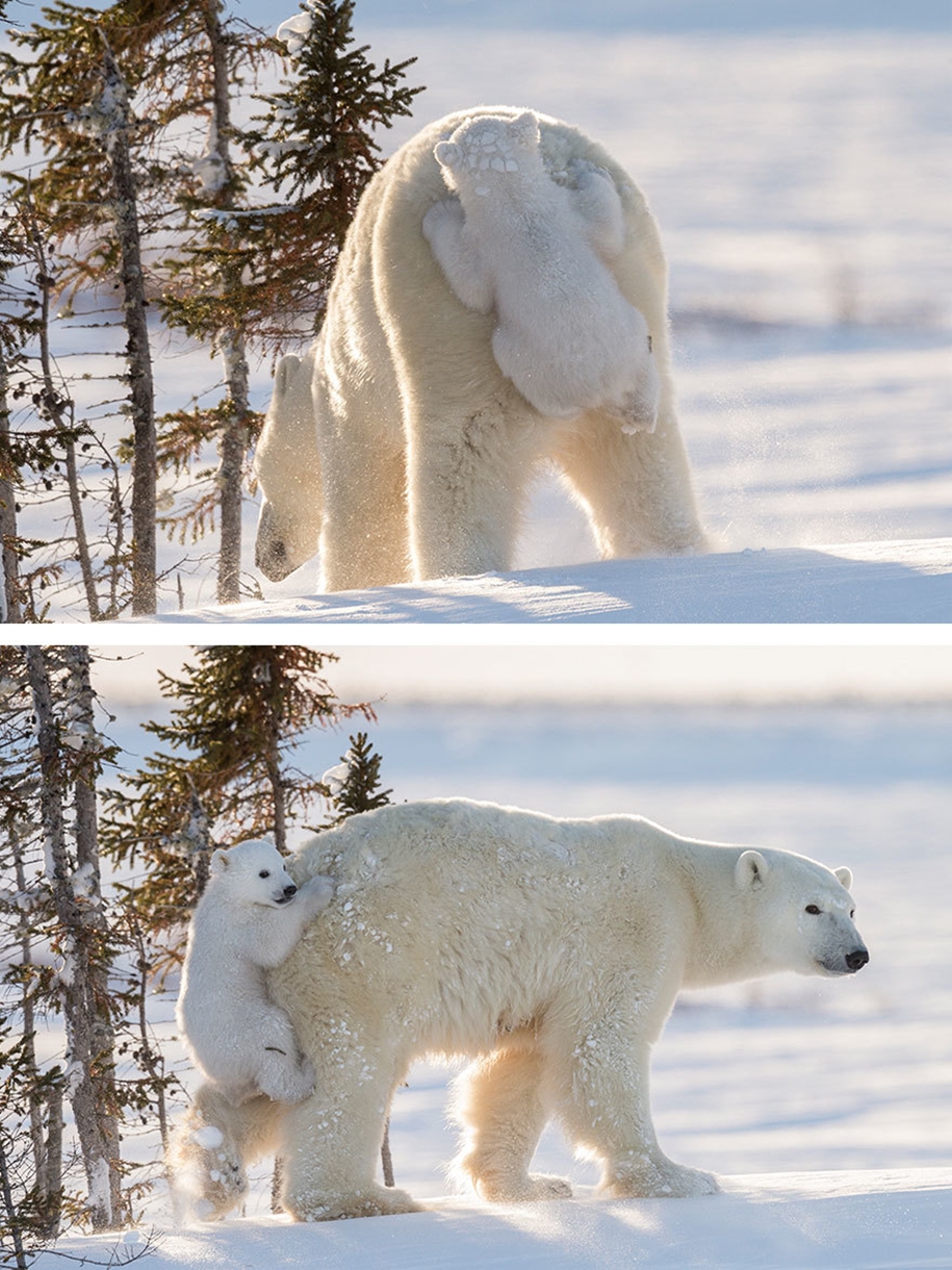Touching photos of polar bears 06