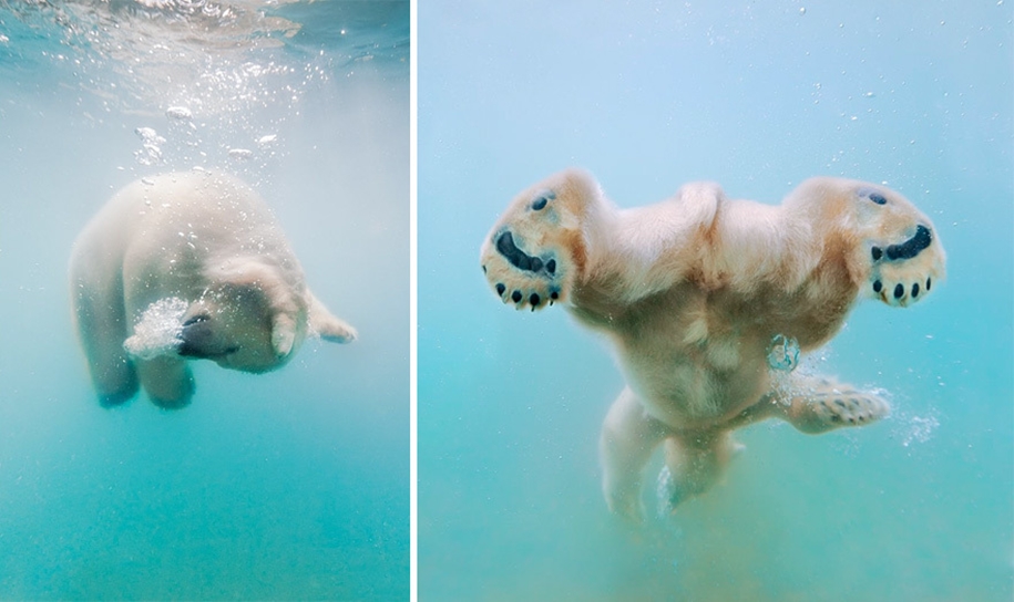 Touching photos of polar bears 11