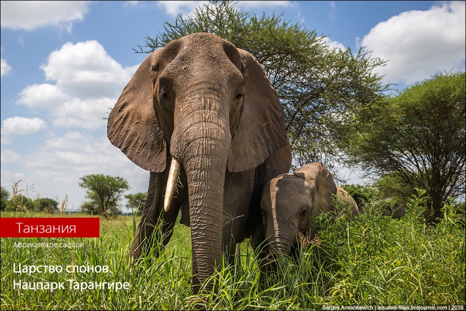 Царство слонов. Национальный парк Тарангире 01