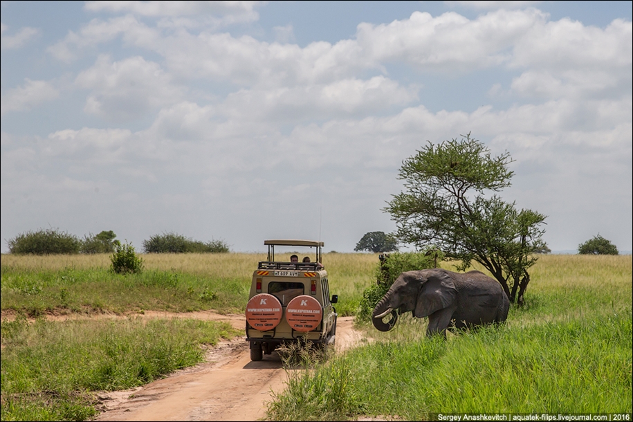 Царство слонов. Национальный парк Тарангире 03