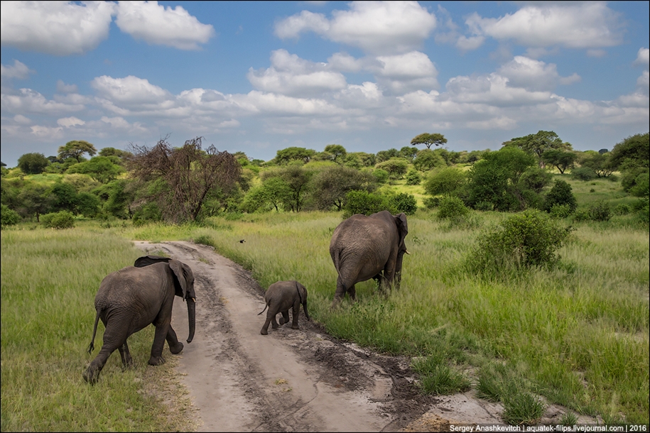 Царство слонов. Национальный парк Тарангире 12