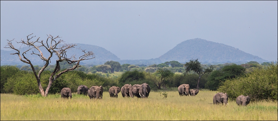 Царство слонов. Национальный парк Тарангире 13
