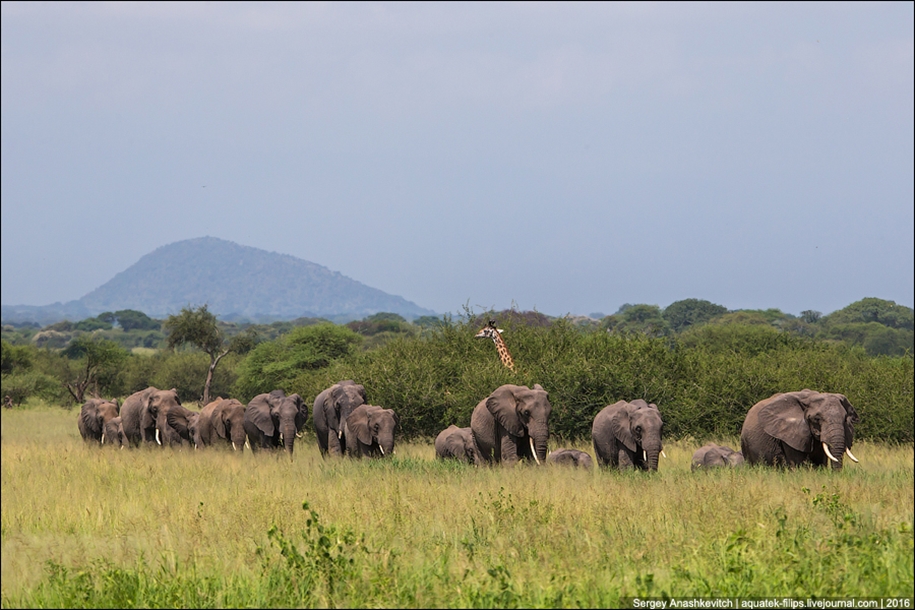 Царство слонов. Национальный парк Тарангире 14