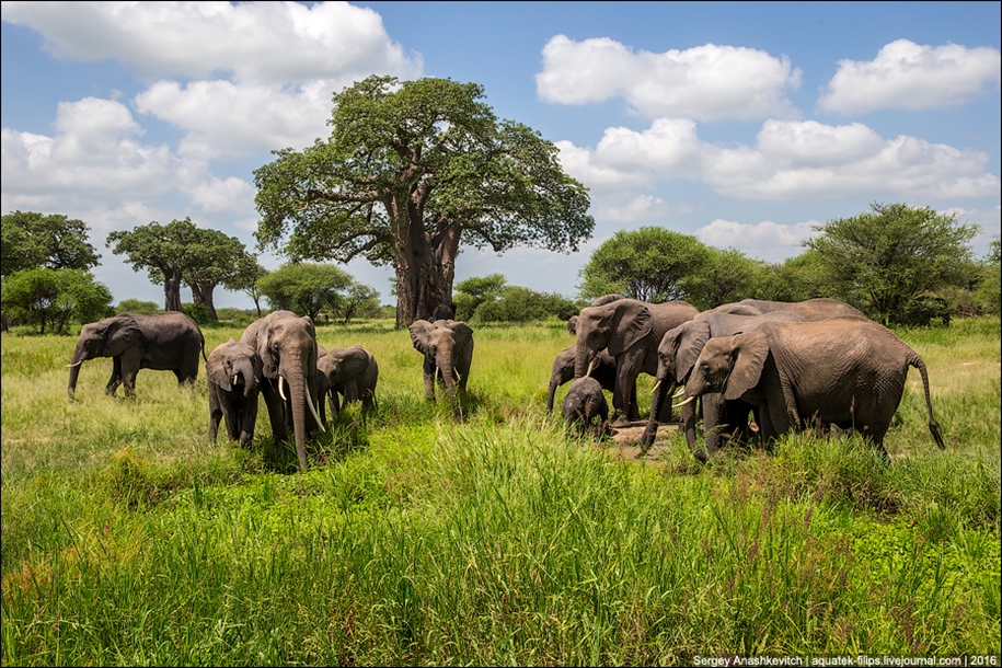 Царство слонов. Национальный парк Тарангире 15