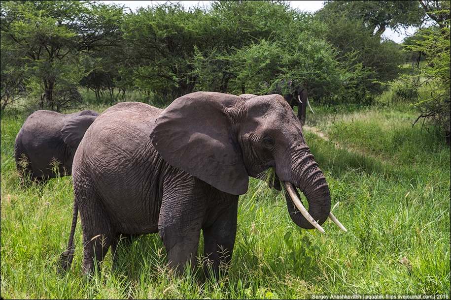 Царство слонов. Национальный парк Тарангире 17
