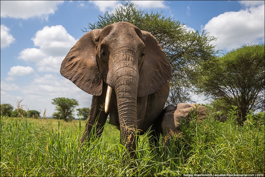 Царство слонов. Национальный парк Тарангире 18