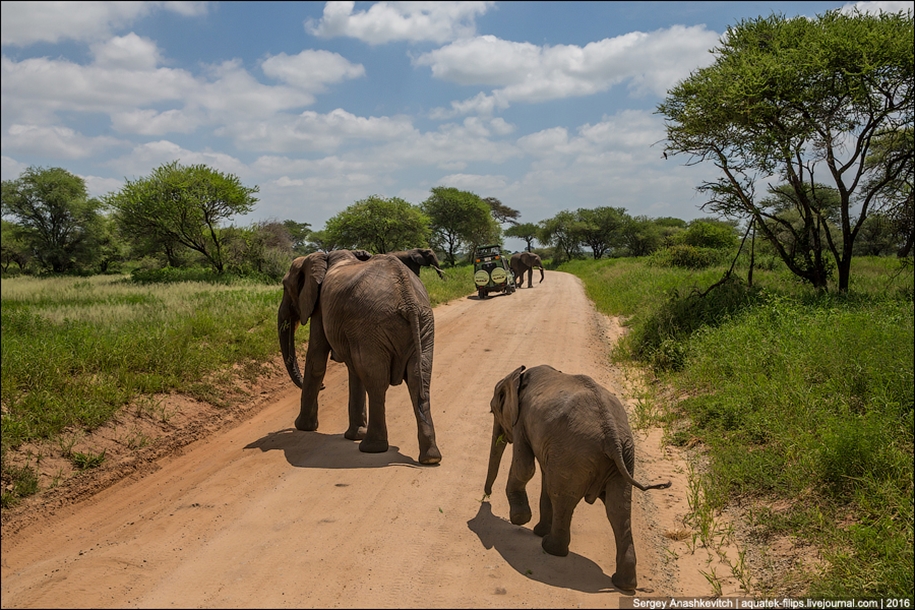 Царство слонов. Национальный парк Тарангире 19