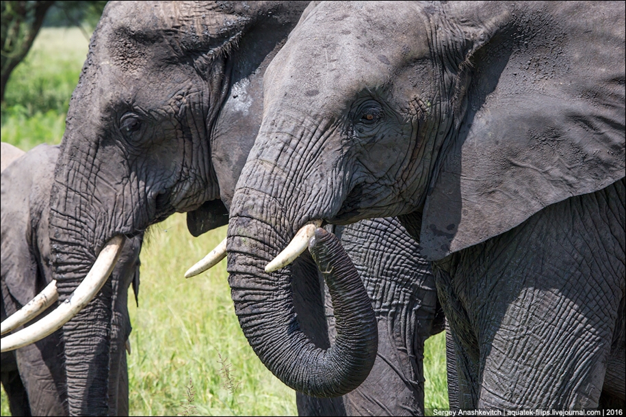 Царство слонов. Национальный парк Тарангире 20