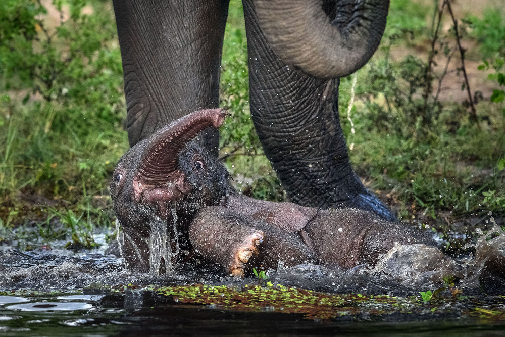 A mother elephant rescued her baby 03