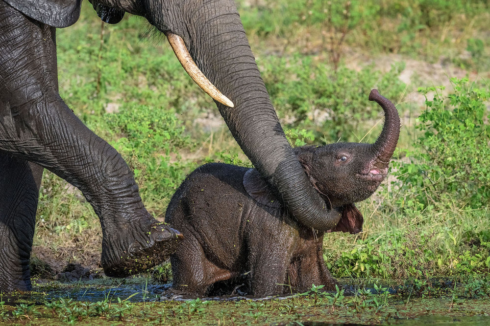 A mother elephant rescued her baby 08