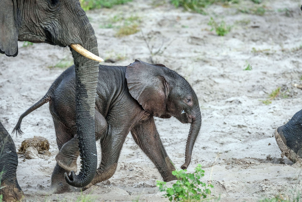 A mother elephant rescued her baby 10
