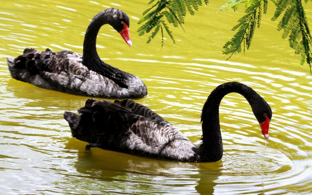 Black swans 04