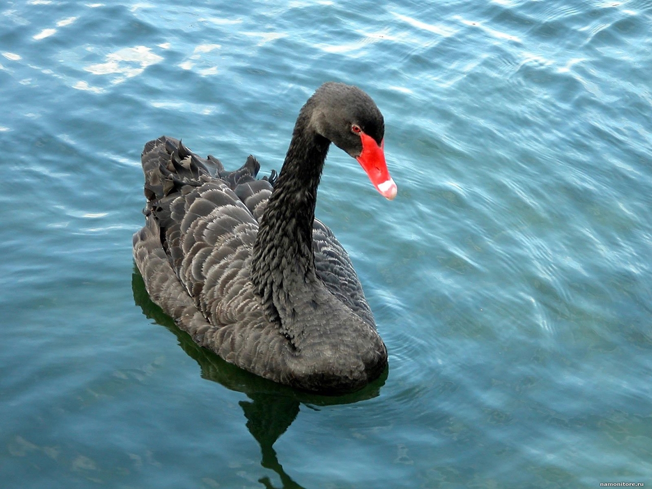Black swans 05