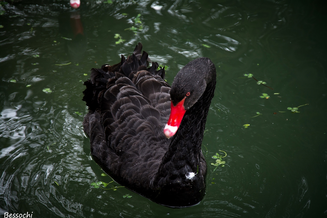 Black swans 15