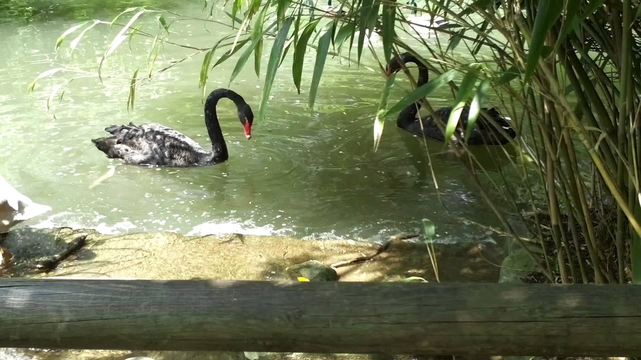 Black swans 16