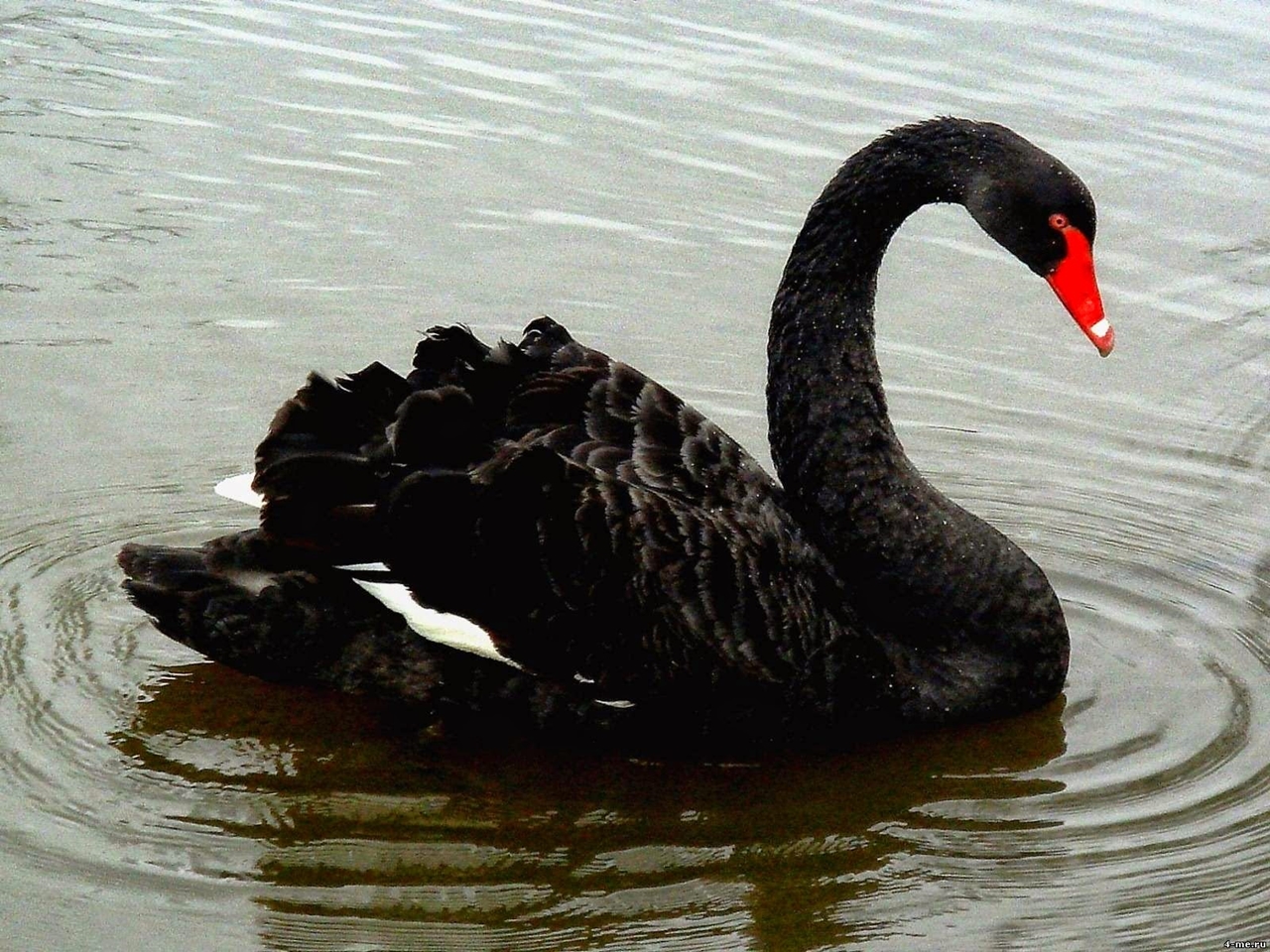 Black swans 19