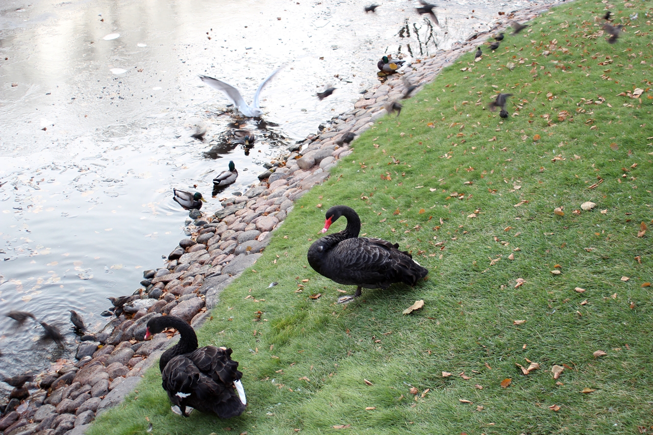 Black swans 23