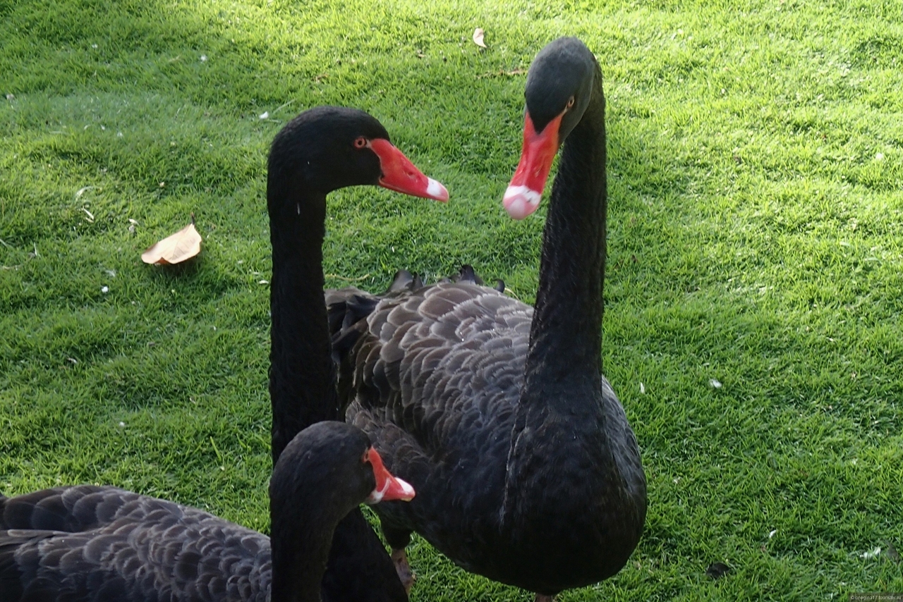 Black swans 27