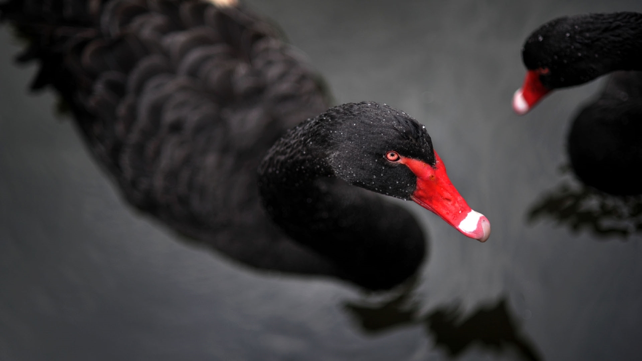Black swans 30