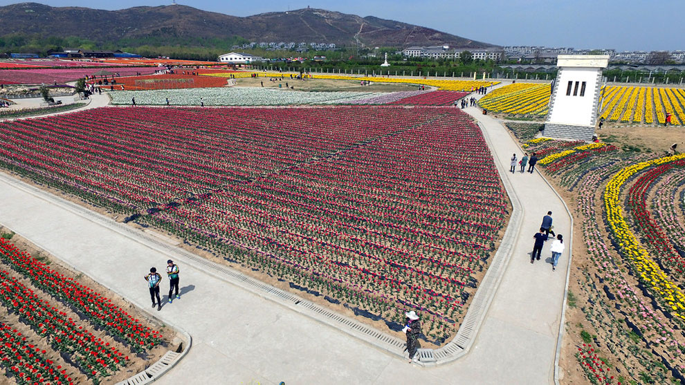 Breathtaking Aerial Views Of China’s Tulip Fields 05