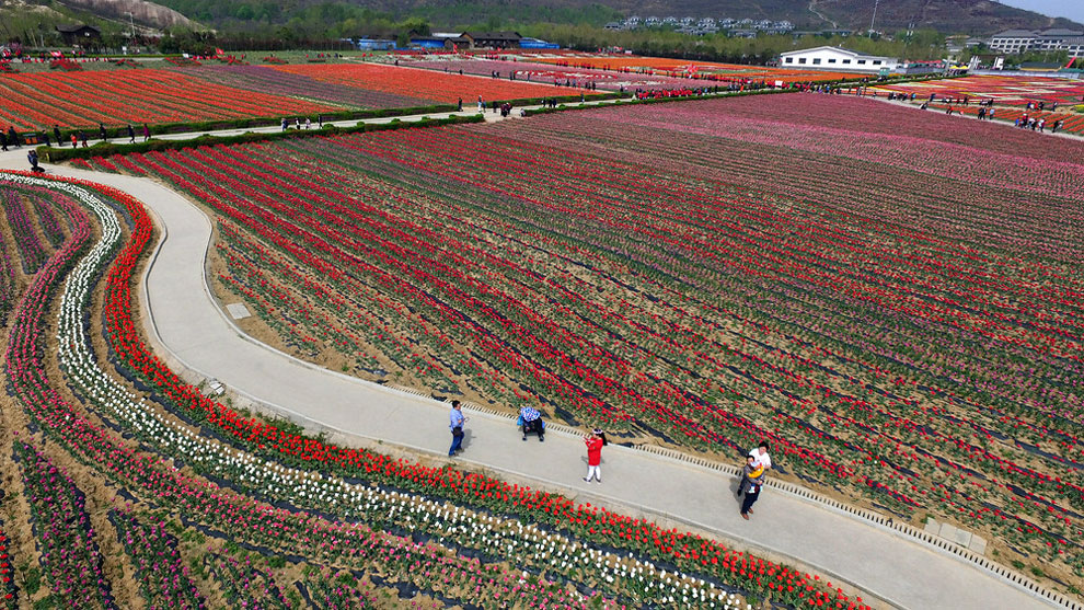 Breathtaking Aerial Views Of China’s Tulip Fields 06