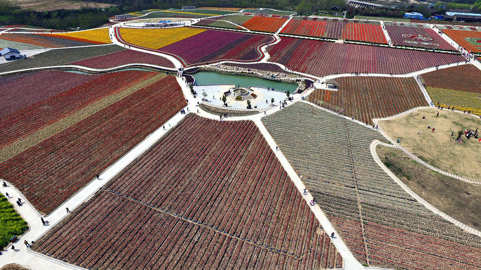 Breathtaking Aerial Views Of China’s Tulip Fields 08