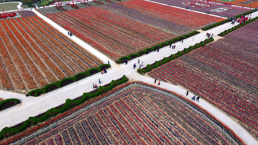 Breathtaking Aerial Views Of China’s Tulip Fields 09