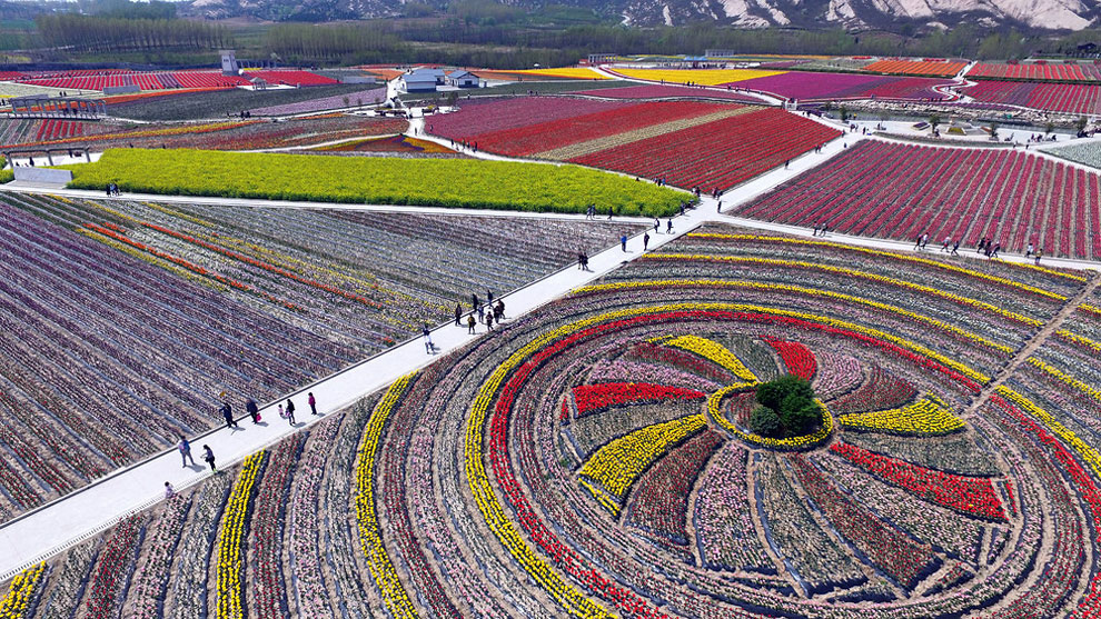 Breathtaking Aerial Views Of China’s Tulip Fields 11