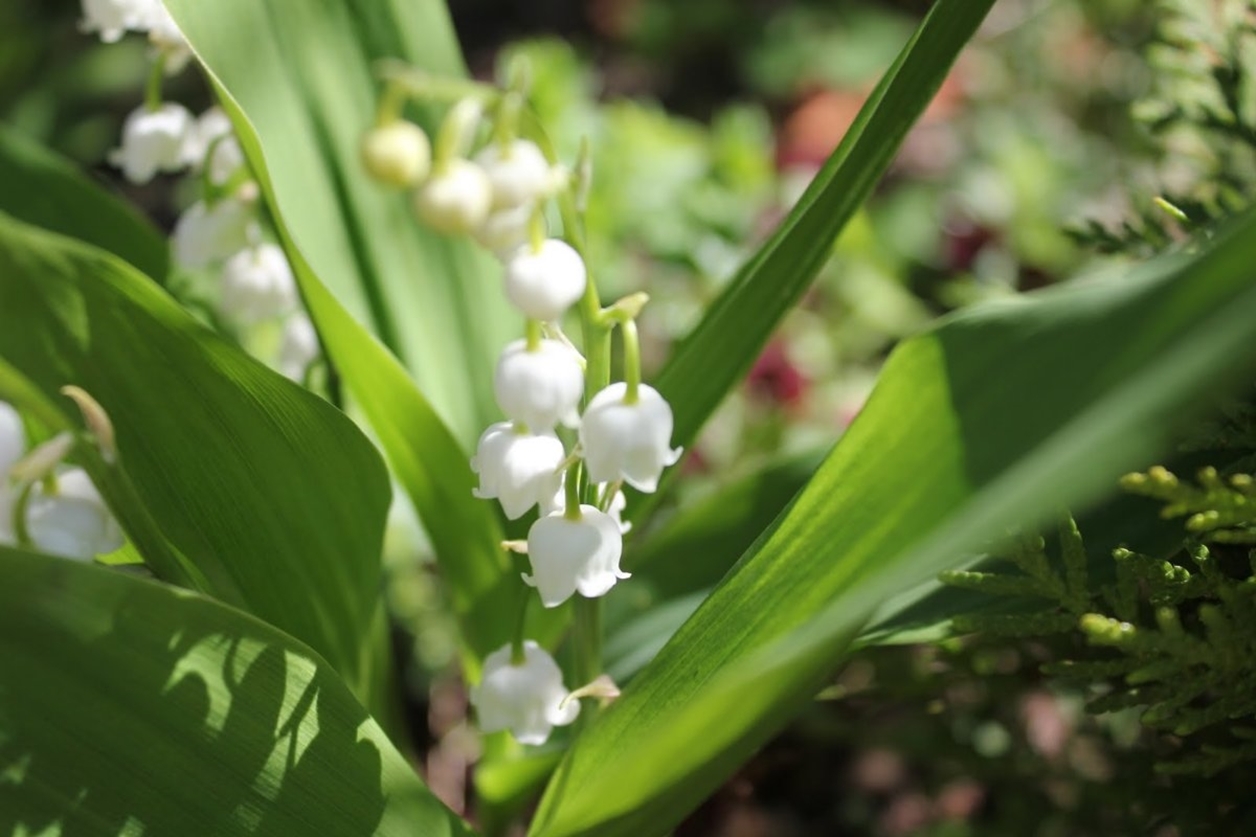 Charming Lily of the valley 02