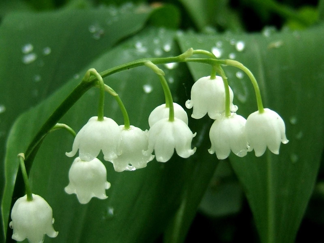 Charming Lily of the valley 07